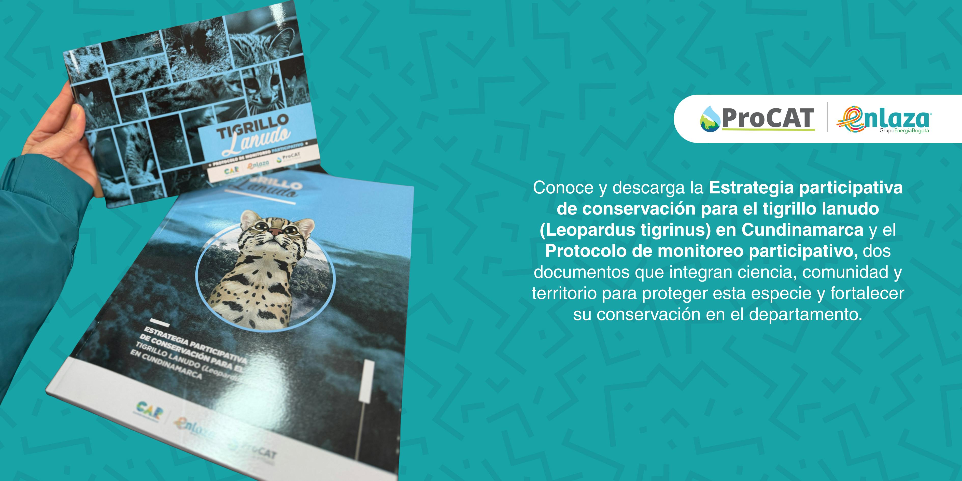 b69ffa39de15-banner-estrategia-tigruillo