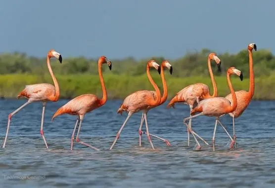 Flamenco del Caribe (Phoenicopterus ruber)La Guajira