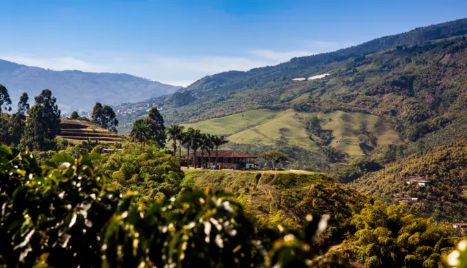 Paisaje cafetero colombiano
