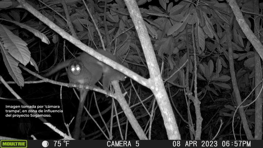 Foto de un mono nocturno capturada con cámaras trampa