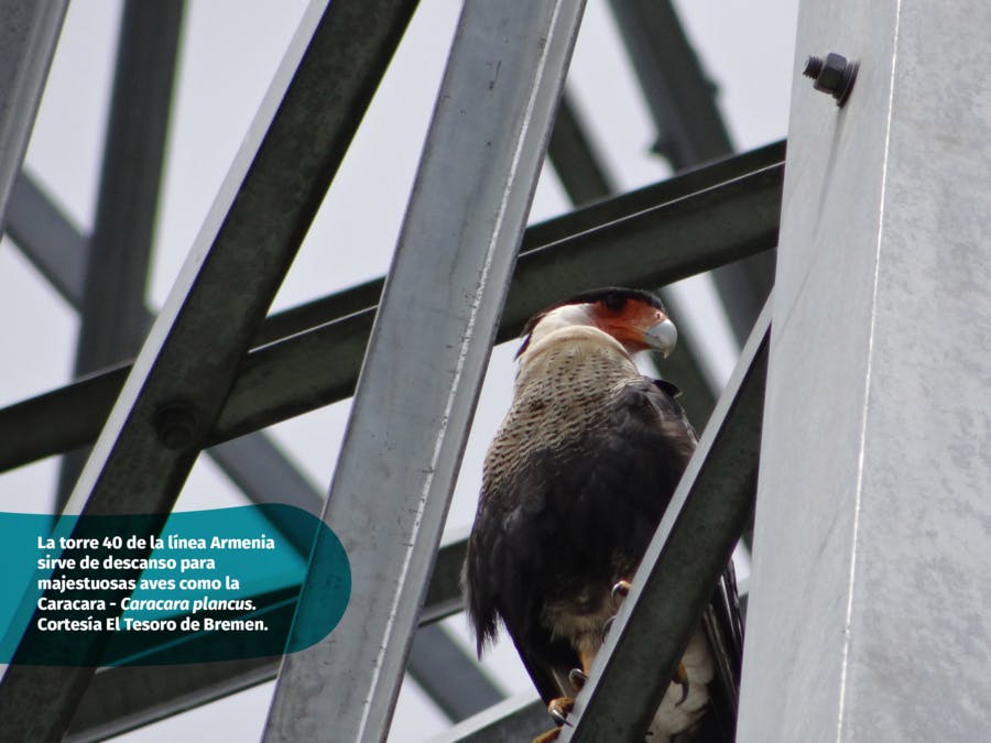 Caracara plancus en la torre 40 Enlaza