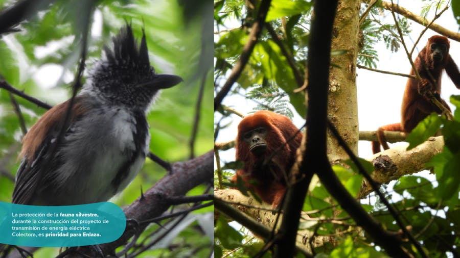 eb5e4b665be2-Collage-Colectora-02